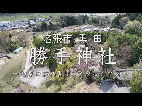 #７ 初夏を告げる勝手神社のミツバツツジ