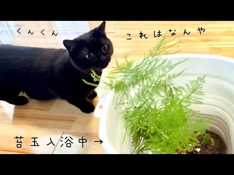 初めて苔玉を近くで見た黒猫さんの反応がかわいい