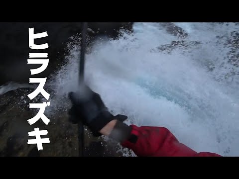 長崎県の荒磯でヒラスズキ！