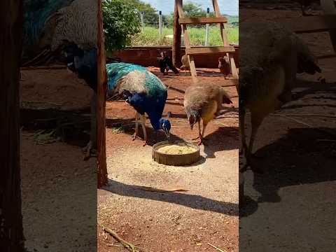 Peacock Nature is so Beautiful #wbjadventures #nature #naturelovers #natureloverscommunity