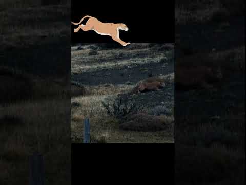 Puma hunting guanaco in the Andes