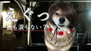 非常な柴犬・・・。