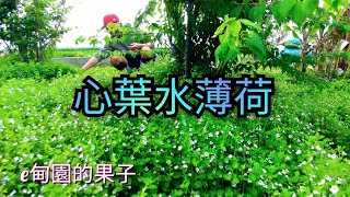 真心推薦「心葉水薄荷」為草生栽培優良草種！ 2023年4月4日