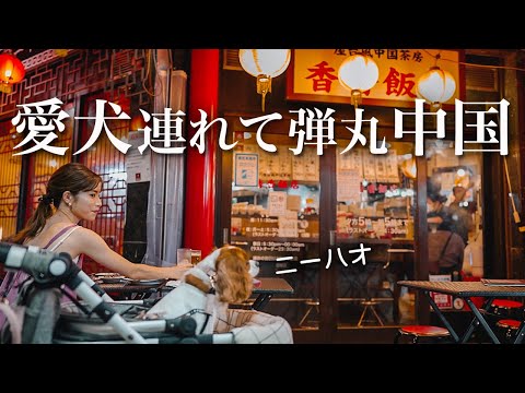 🐶👩真夏の夜とキャバリアと生ビール【最高】こんな楽しみ方もいいですよね