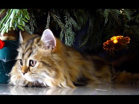 Meowy Xmas!   Funny Cats Cute Kittens Compilation for The Holidays