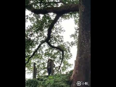 楓樹湖古道賞木蓮（辛夷花）另類粉紅花海盛開，巨石花園直上秘境桃花源，正值櫻花盛開時節。