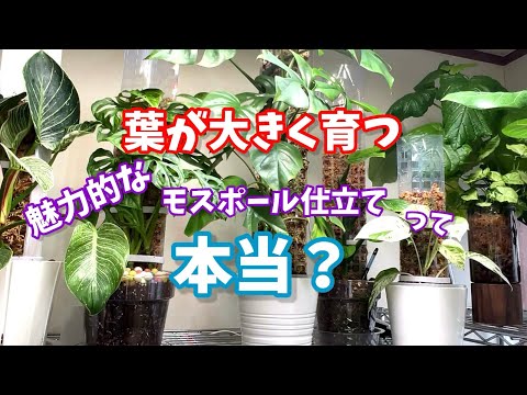 本当？葉が大きく育つモスポール仕立て  #観葉植物 #houseplants #plants #植物のある暮らし