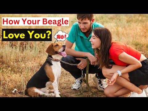 8 Signs You Are a Beagle Dog's Favorite Person