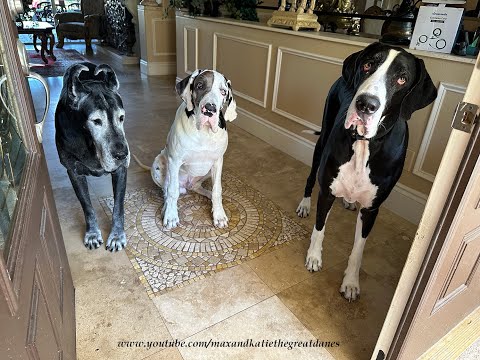 Funny Great Dane Watch Dogs Aren't In The Mood To Go For A Morning Patrol