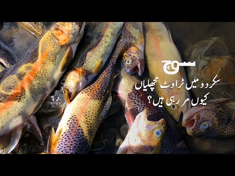 Water Crisis in Skardu: Trout Fish and Farming Jobs at Risk