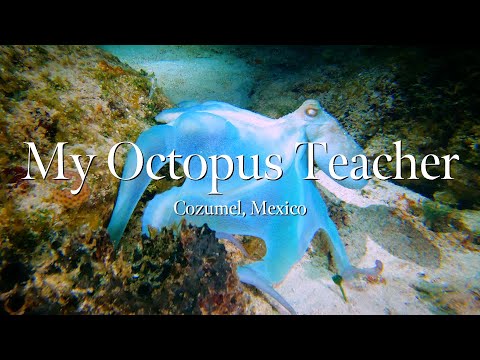 'My Octopus Teacher' | Night Dive | Cozumel, Mexico