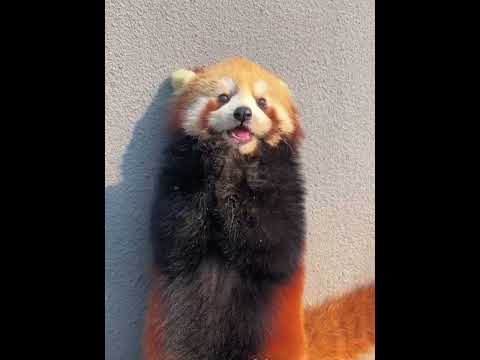 Red Panda Warm Baby