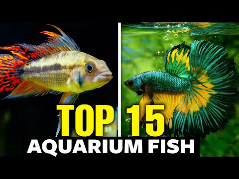 The 15 BEST Planted Aquarium Fish