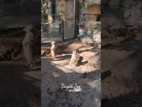 Taipei Zoo, Taiwan 台北市立动物园五个小时走不完！木栅 | 台湾 | 亚洲最大动物园之一 |