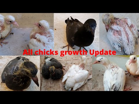 Pigeon Chicks growth | Chicks update | தமிழில் #chicksGrowth #pigeonChicks #pigeonChicksUpdate