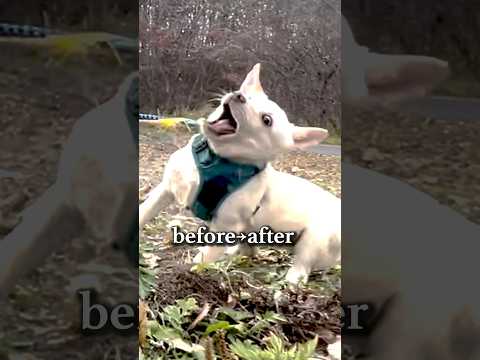 お散歩すると発狂する犬が...