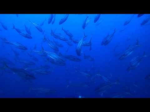 ワラサの群れ　神子元ダイビングツアー