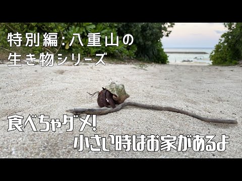 【特別編：八重山の生き物シリーズ　その①】〜食べちゃダメ！小さい時はお家があるよ〜