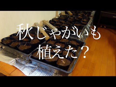 【ジャガイモ】今年は本当に悩ましい[Potato] This year is really bothersome.