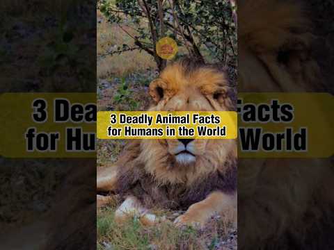 3 Deadly Animal Facts for Humans in the World #shorts  #animals