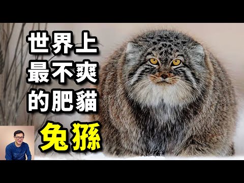 人氣超高的貓，天生一張「厭世臉」，捕獵技巧出神入化！貓科動物第一網紅——兔猻【老肉雜談】#動物 #貓 #兔猻 #寵物 #網紅