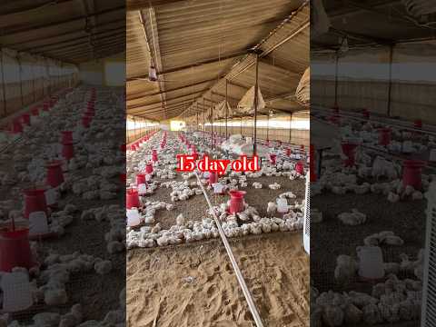 15 days old #farming #youtubeshorts #youtubeshorts #chicken #chicksfarming #viralvideo