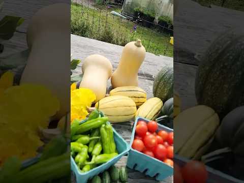 Farm stand freestyle.