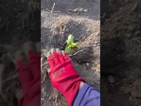 ミニカボチャ苗の植え付け　定植