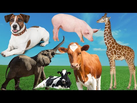 Funny animal sounds: Elephant, Cow, Chicken, Horse, Duck, Dog, Cat