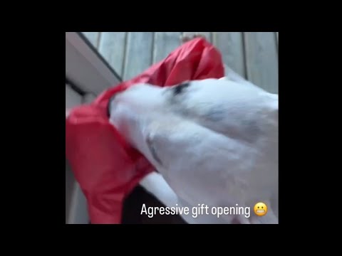 Dog wants to open his gift outside