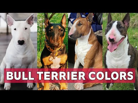 Types of Bull terrier colors and their role | Bull terrier colors