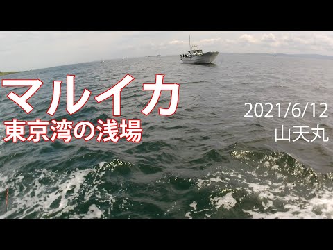 マルイカ 東京湾の浅場 今年はいいかも！ 山天丸 2021/6/12