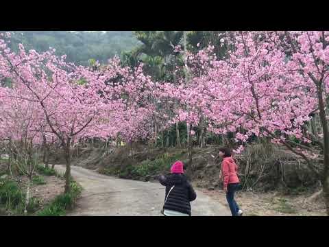 1/27/2023 青山坪農場· 台灣/雲林/草嶺