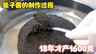 魚子醬的製作過程，18年才產1600克，整個製作過程不能超過15分鐘