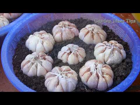 Useful Tips Methods of Propagating Garlic on the Balcony for Beginners