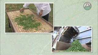 煎茶の製造工程（新茶･荒茶）