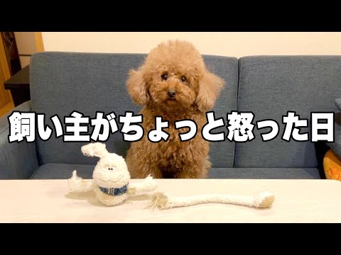 【ヤンチャ】盛大におもちゃを破壊して家の中がすごいことになりました。