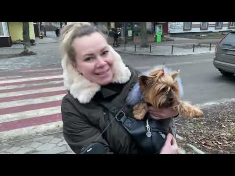 Поездка в Гадяч, бегали по всему городу. К врачу, к грумеру, на почту, в магазин! Миша будет с Милой