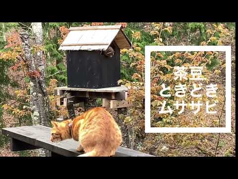 No.0039-日没後、山中湖の森でゴソゴソ音がする…恐る恐る見てみたら、フクロウの小屋にムササビが…