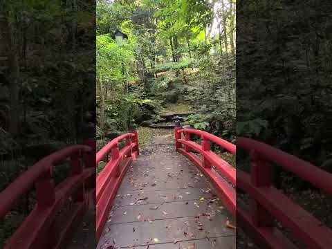 千と千尋の神隠しに出てきそうな風景、ここ港区赤坂です・Great nature in Tokyo's celebrity area　#short #shorts #shortvideo #散歩 #港区