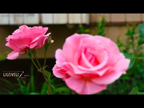 THE MOST BEAUTIFUL FLOWERS IN THE WORLD. Relaxing magic music - The best instrumental music.