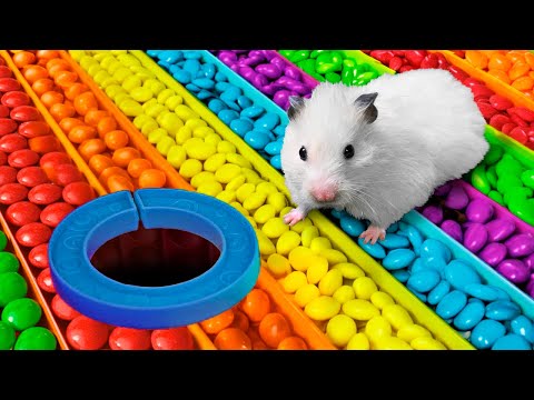 🌈 DIY New Candy Maze 🍬 Hamster Escapes in Real Life 🐹