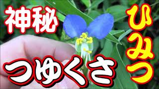 露草（つゆくさ）の神秘の世界－その秘密を探る－