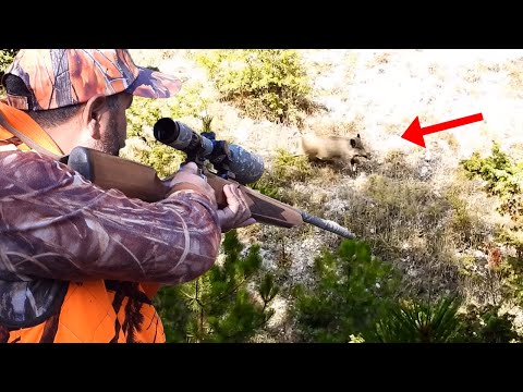 BEST WILD BOAR SHOOTING - DOMUZ AVI EFSANE ATIŞLAR