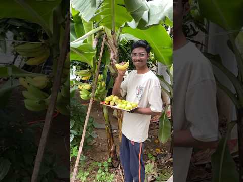 Harvest at friends garden 🪴