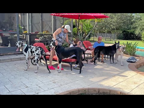 Funny Great Dane Four Pack Enjoy Puppy's First Play Date With Harlequin Friend