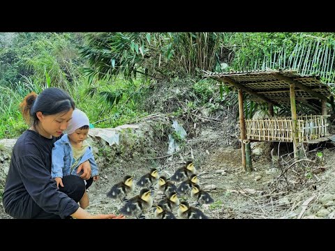 Poor single mother: cutting bananas to sell - buying ducks to raise | Ly Tieu Nu