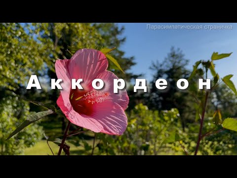 Великолепный аккордеон  Валерий Ковтун  Музыка для души