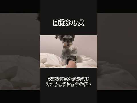 【ミニチュアシュナウザー】毎朝腹ペコで飼い主を起こす目覚まし犬 #shorts #ミニチュアシュナウザー #シュナウザー #可愛い犬 #いぬ