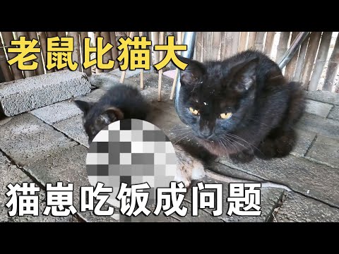 老鼠比猫大！大猫叼了一只老鼠回来，怕是毒鼠给扔了！【913的乡野生活】